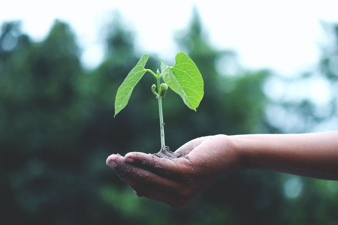 Sapling in hand, a symbol for how enviromentally friendly product design can help heal the world