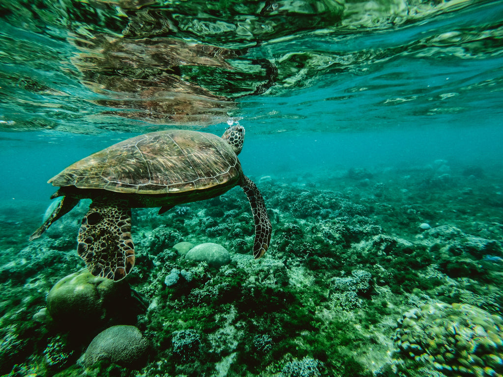Sea Turtle Swimming in Ocean